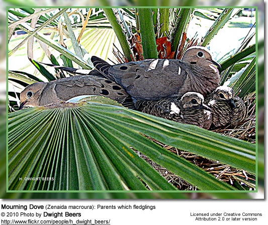 Mourning Dove (Zenaida macroura): Parents which fledglings