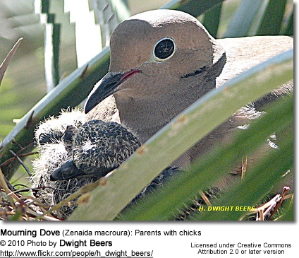 Mourning Dove (Zenaida macroura): Parents with chicks