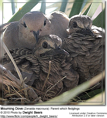 Mourning Dove (Zenaida macroura): Parent which fledglings
