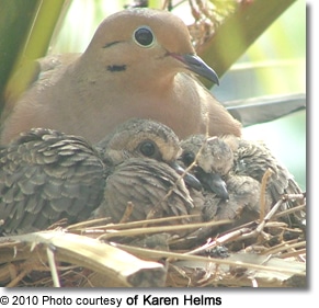 Mourning Dove with chicks