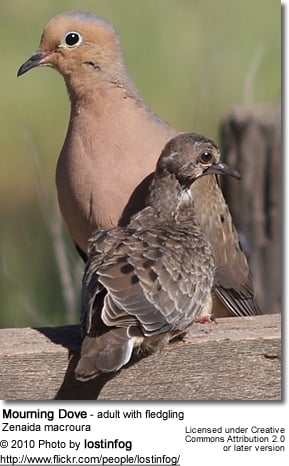 Mourning Dove - adult with fledgling
