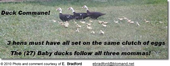 Muscovy Duck Commune: 27 ducklings following 3 moms!