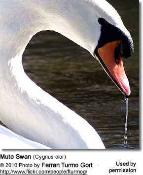 Mute Swan (Cygnus olor)