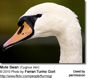 Mute Swan (Cygnus olor)