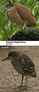 Nankeen Night Herons