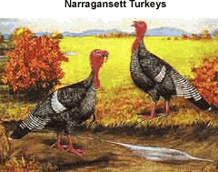 Narragansett Turkey