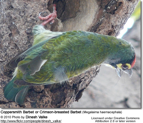 A nesting pair of Copper Smith Barbets - Male feeding hen in nest