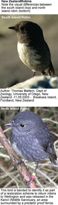 New Zealand Robins