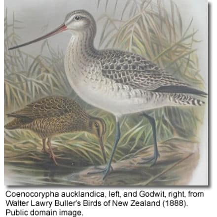 New Zealand Snipe also known as Subantarctic Snipes