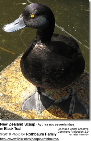 New Zealand Scaup (Aythya novaeseelandiae) or Black Teal