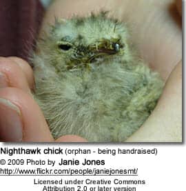 Orphaned Nighthawk chick