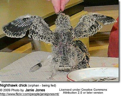 Nighthawk Chick