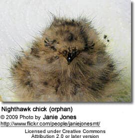 Nighthawk chick