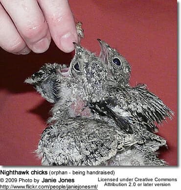 Nighthawk chicks (orphan - being handraised)