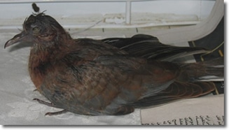 A disheveled pigeon sits on a flat, light-colored surface beside some papers. The bird's feathers look wet or matted, giving it a slightly ruffled appearance, almost like a tiny avian noddy after a sea spray.