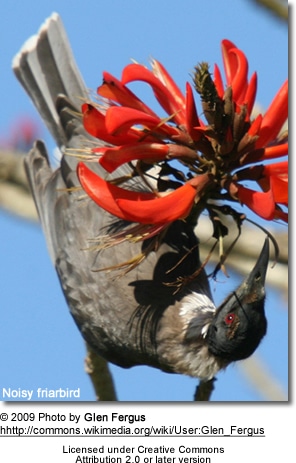 Noisy Friarbird taking nectar from a flower