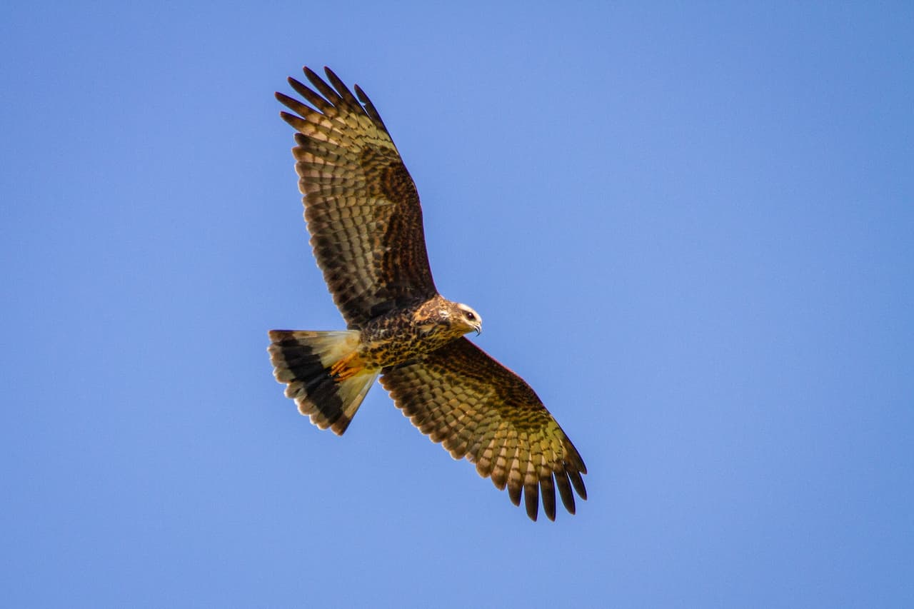 The Northern Harrier Flying Soars Above