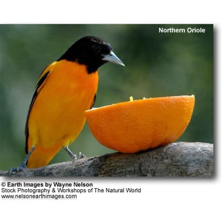Northern Orioles
