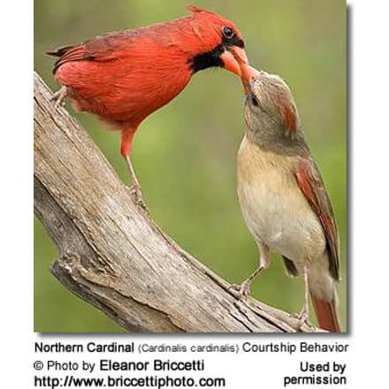 Female Northern Cardinal