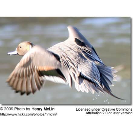 Northern Pintail in flight - from the back