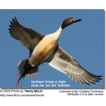 Northern Pintail in flight - note the elongated
