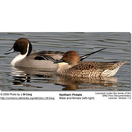 A photograph showing two Northern Pintail ducks on water, with the male on the left and the female on the right. The male duck has a sleek gray body with a dark head and distinctive long tail feathers, while the female has a mottled brown body. Nearby, a pair of Guira Cuckoos can be seen perching.