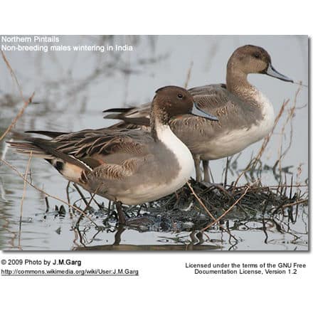 Northern Pintails - wintering males