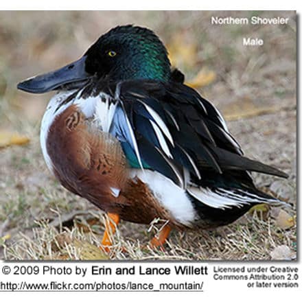 Male Northern Shoveler