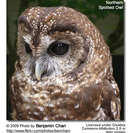 northern spotted owl head detail