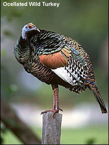 Image of an Ocellated Wild Turkey perched on a post. The bird, reminiscent of Bulwer's Pheasants, has a blue head, multicolored iridescent plumage with hints of green, gold, and bronze, and a mix of eye-catching patterns. The background is blurred, putting the focus on the turkey.