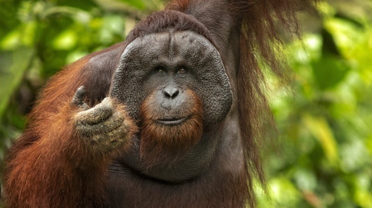 orangutan facts feature image