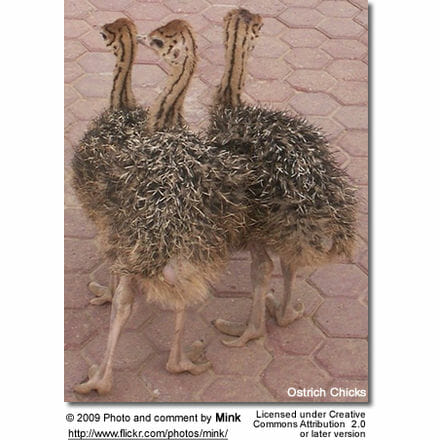 Ostrich Chicks