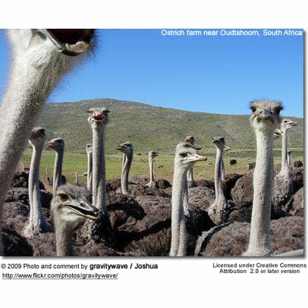 Ostrich farm in Africa