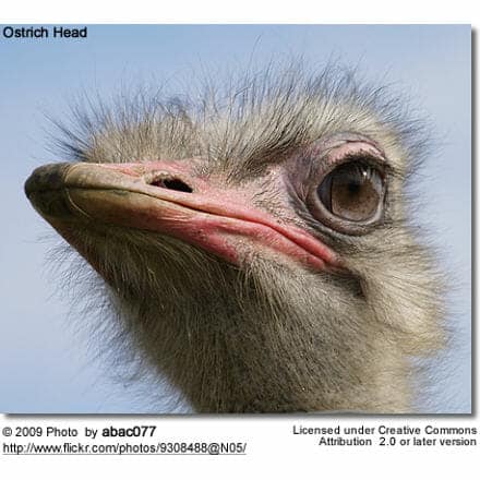 Ostrich Head Detail
