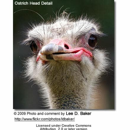 Ostrich Head Details
