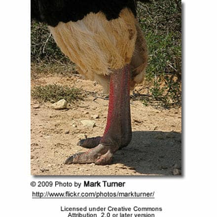 Ostrich Legs and Feet
