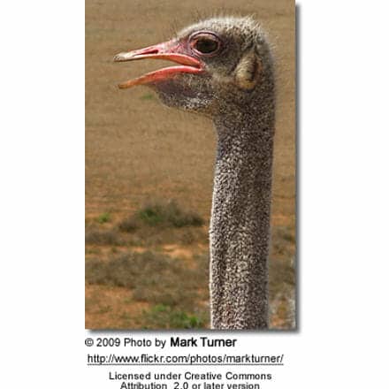 Profile of an Ostrich
