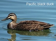 Pacific Black Ducks
