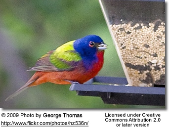 Male Painted Bunting by feeder