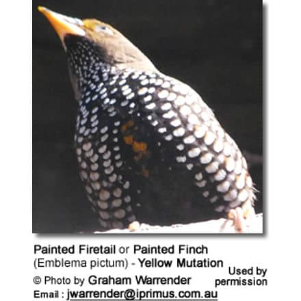 Painted Firetail or Painted Finch (Emblema pictum) - Yellow Mutation