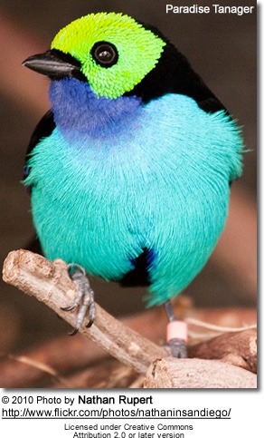 Paradise Tanager