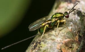chalcid parasitoid wasp hypersparasite of gall wasp