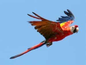 Scarlet Macaw Flying