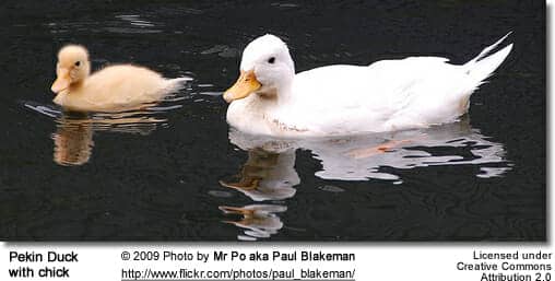Pekin Duck with Chick