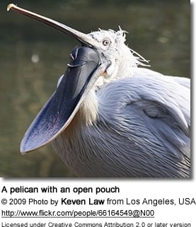A pelican with an open pouch