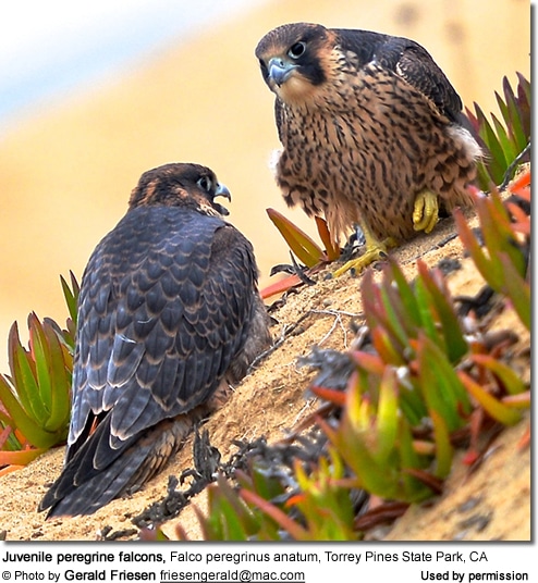 Juvenile Peregrine Falcons