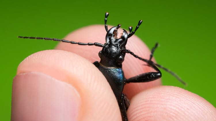 pet beetle between fingers