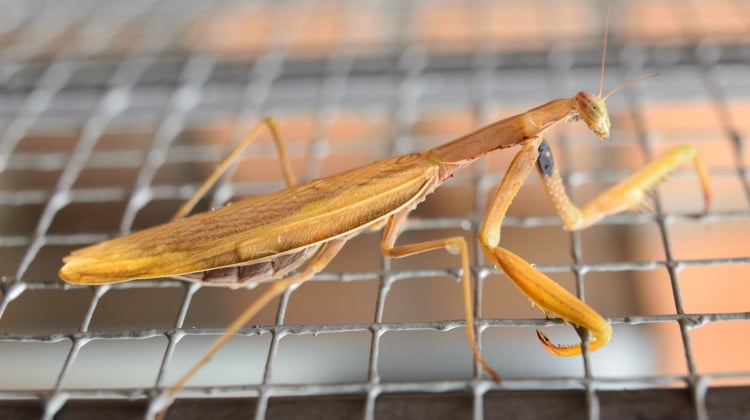 pet praying mantis in cage