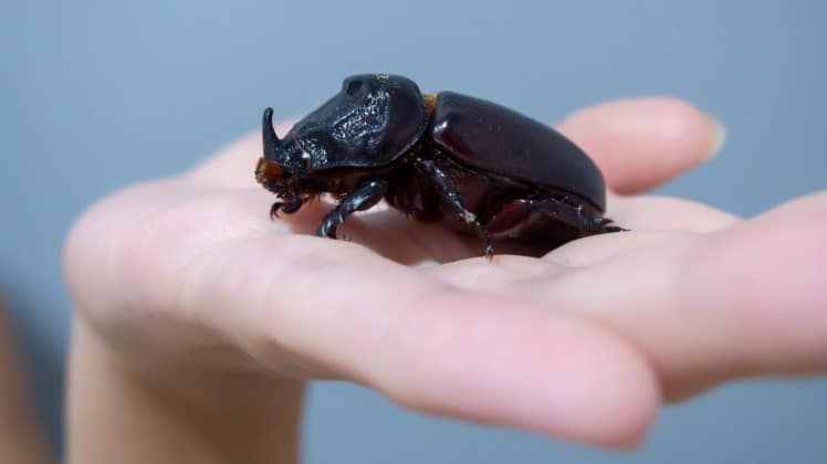 Rhinoceros beetle pet on the hand