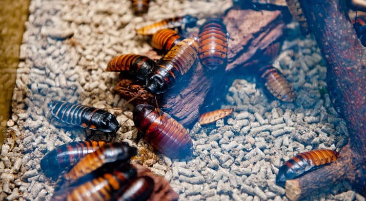pet cockroaches in glass box
